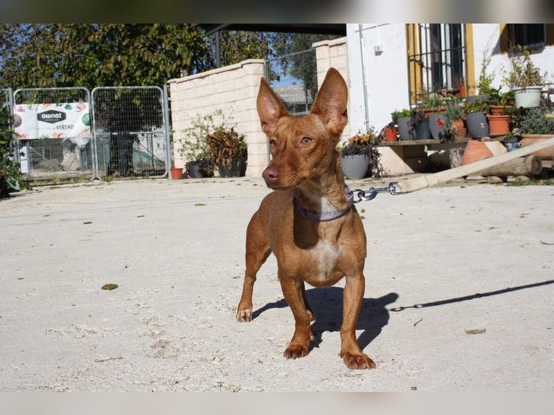 INMA-braucht dringend eine Familie der sie für den Rest ihres Lebens vertrauen kann