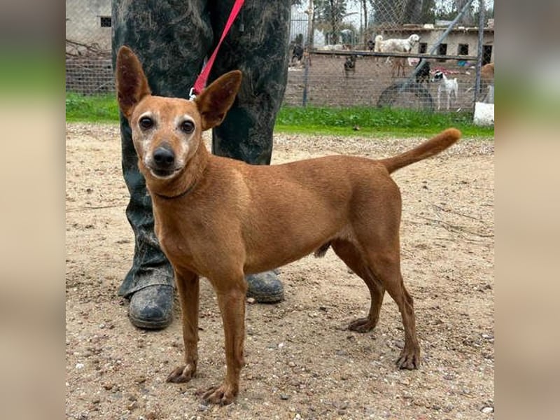 ZUMA-liebevoller Podenco mit großem Herz sucht sein Zuhause für immer