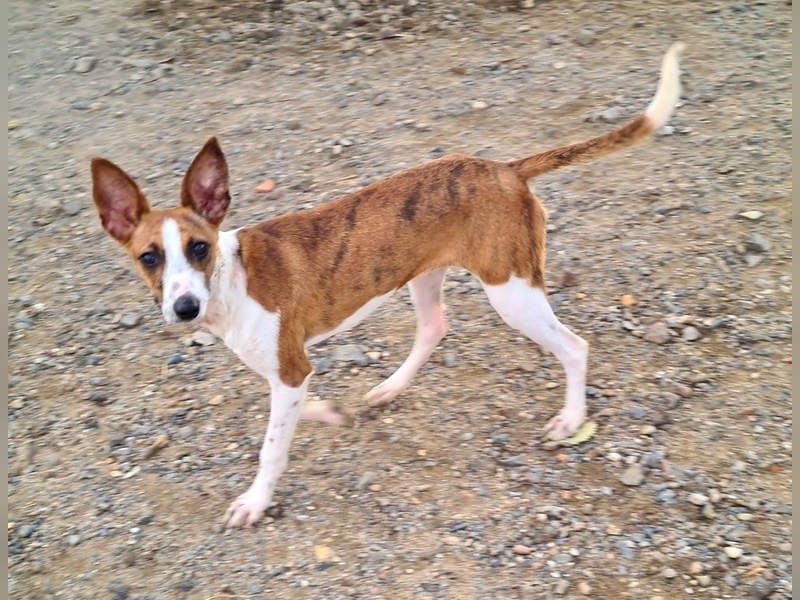 Bezaubernde FANI- kleine, zarte Fee sucht ihr liebevolles "Für-immer-Zuhause