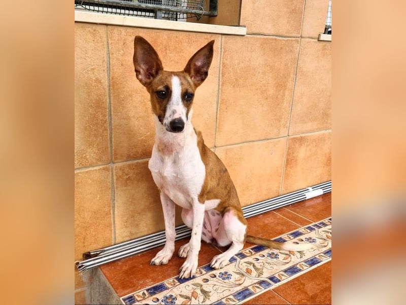 Bezaubernde FANI- kleine, zarte Fee sucht ihr liebevolles "Für-immer-Zuhause