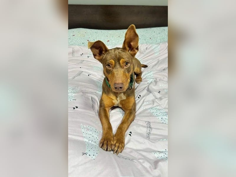 TOCHO- wartet ab 18.4.26 in 88662 Überlingen