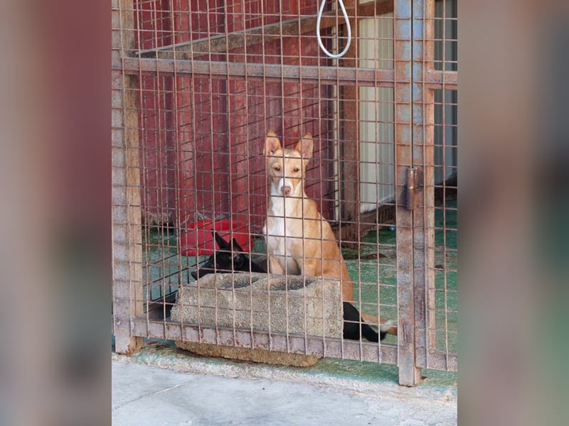 CANELO- wartet in 83146 Surheim auf liebevolles Zuhause