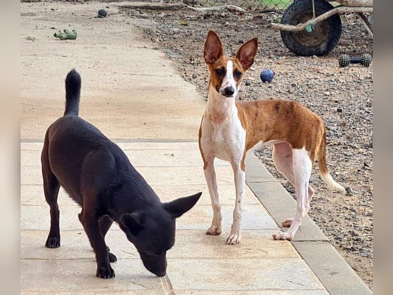 Bezaubernde FANI- kleine, zarte Fee sucht ihr liebevolles "Für-immer-Zuhause