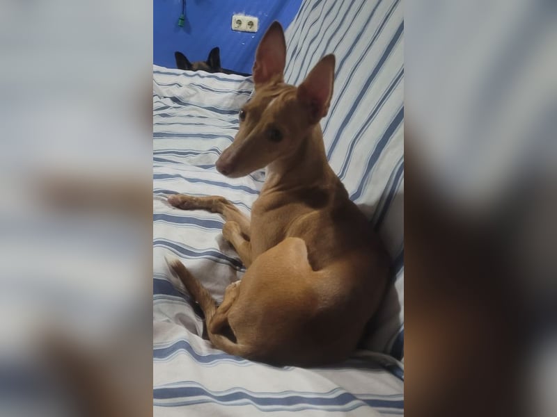 ELSA-liebevolles, zärtliches, kontaktfreudiges Mädchen sucht liebevolles Für-immer-Zuhause