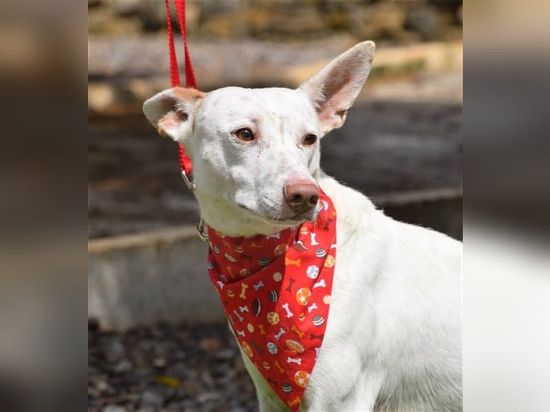 Ruhiger COPY-sehnt sich noch einmal nach einem liebevollen Zuhause