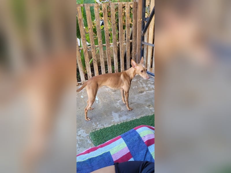 ELSA-liebevolles, zärtliches, kontaktfreudiges Mädchen sucht liebevolles Für-immer-Zuhause