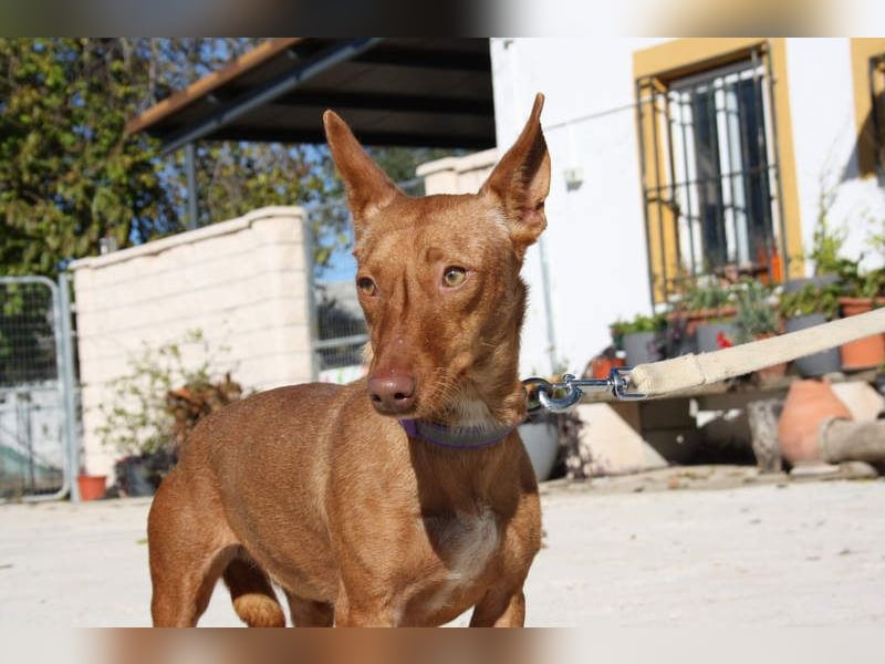 INMA-braucht dringend eine Familie der sie für den Rest ihres Lebens vertrauen kann