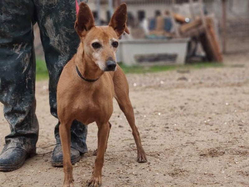 ZUMA-liebevoller Podenco mit großem Herz sucht sein Zuhause für immer
