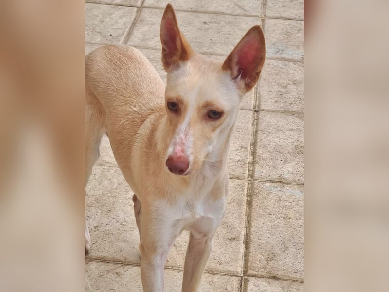 ARENA-sehr liebes, zartes, schüchternes Mädchen wartet auf ihre liebevolle Familie