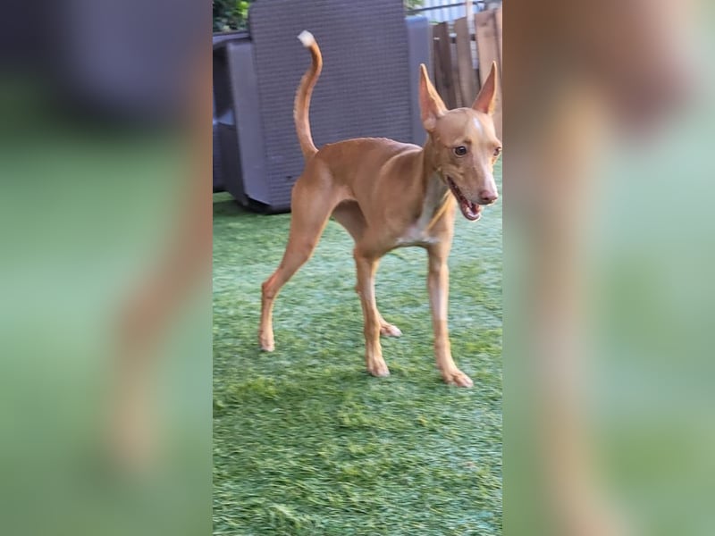 ELSA-liebevolles, zärtliches, kontaktfreudiges Mädchen sucht liebevolles Für-immer-Zuhause
