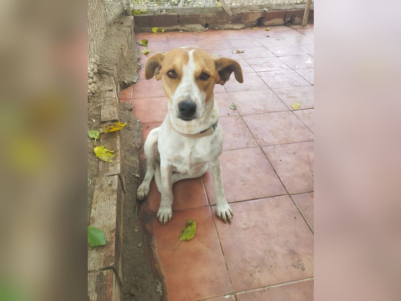 SARA-sanfte Seele mit großem Vertrauen sucht ihr Für-immer-Zuhause