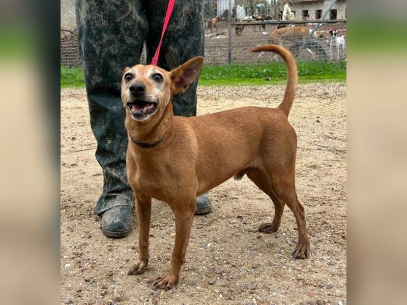 ZUMA-liebevoller Podenco mit großem Herz sucht sein Zuhause für immer