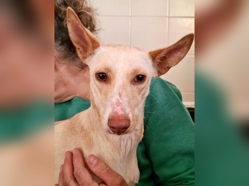 ARENA-sehr liebes, zartes, schüchternes Mädchen wartet auf ihre liebevolle Familie