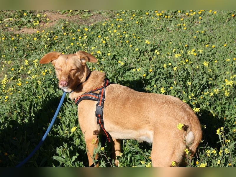 CAMPEONA-aus Tötung gerettet wartet sie auf liebevolles "Für-immer-Zuhause"