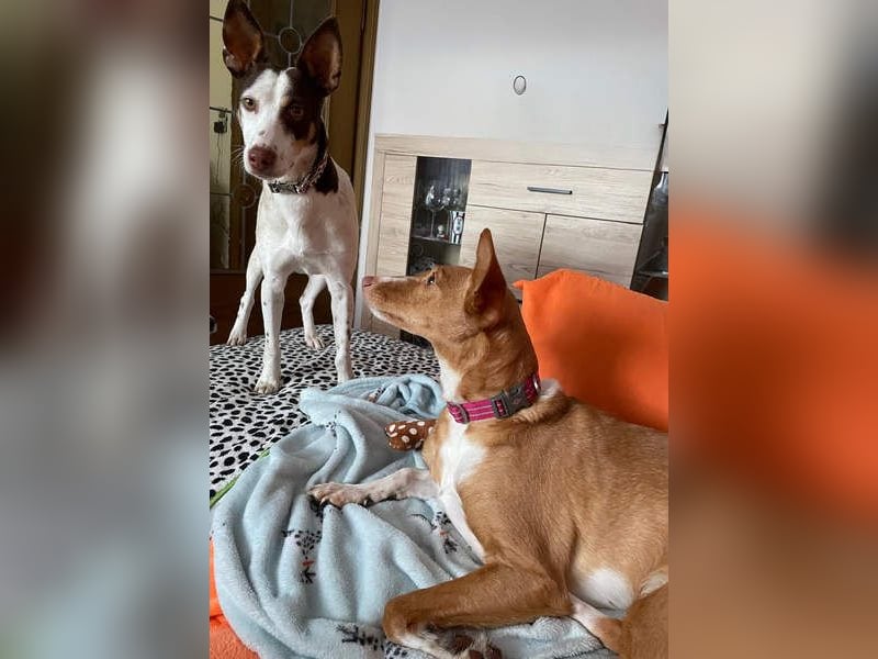 LUCY-wartet in 76756 Bellheim-sanfte Seele mit großem Herzen sucht liebeolles Für-immer-Zuhause