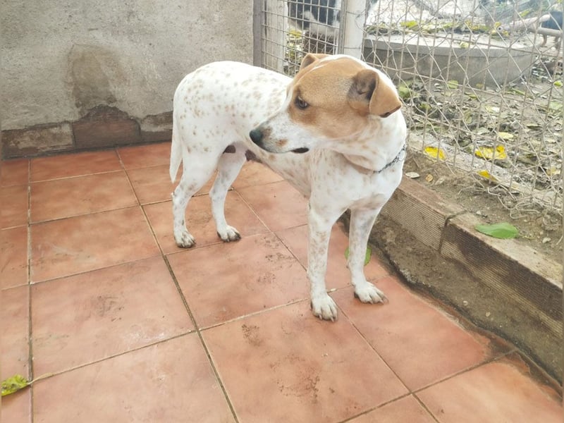 SARA-sanfte Seele mit großem Vertrauen sucht ihr Für-immer-Zuhause