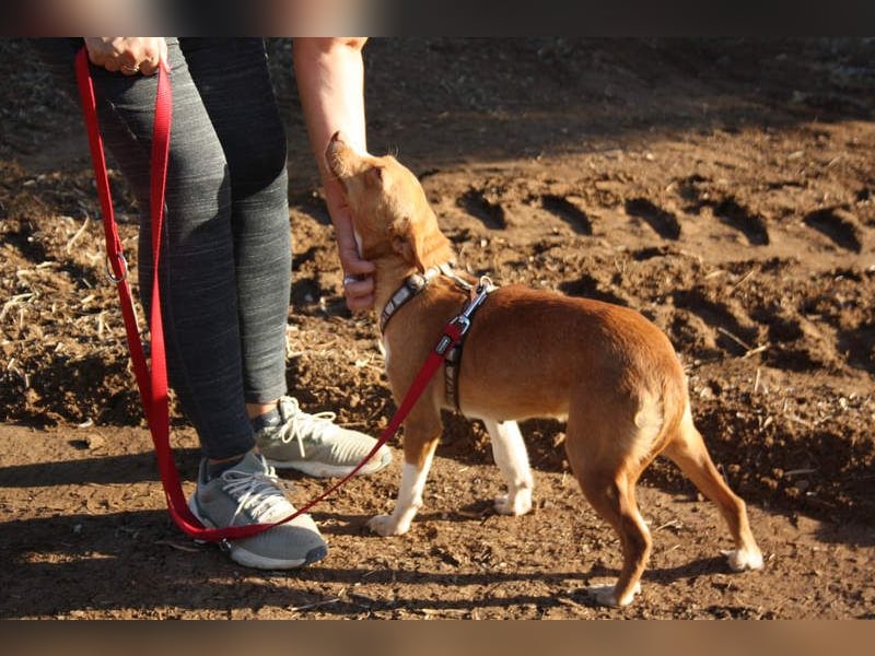 ARIEL-wunderschöne kleine Traumpodenca, sucht ihr liebevolle Zuhause