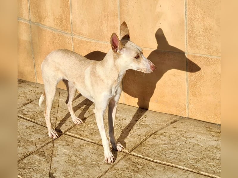 ARENA-sehr liebes, zartes, schüchternes Mädchen wartet auf ihre liebevolle Familie