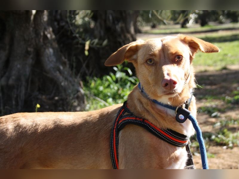 CAMPEONA-aus Tötung gerettet wartet sie auf liebevolles "Für-immer-Zuhause"