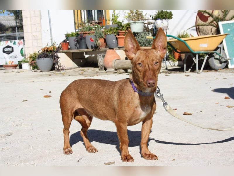 INMA-braucht dringend eine Familie der sie für den Rest ihres Lebens vertrauen kann