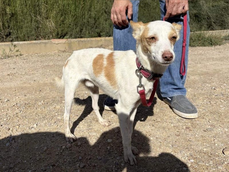 ELIO-friedlicher, ruhiger, ausgeglichener Bub sucht sein warmes, liebevolles Zuhause