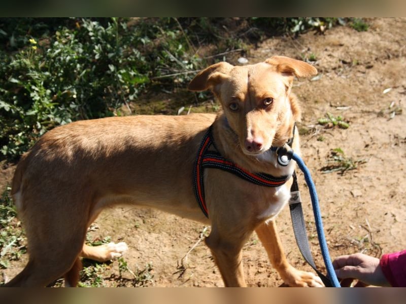 CAMPEONA-aus Tötung gerettet wartet sie auf liebevolles "Für-immer-Zuhause"