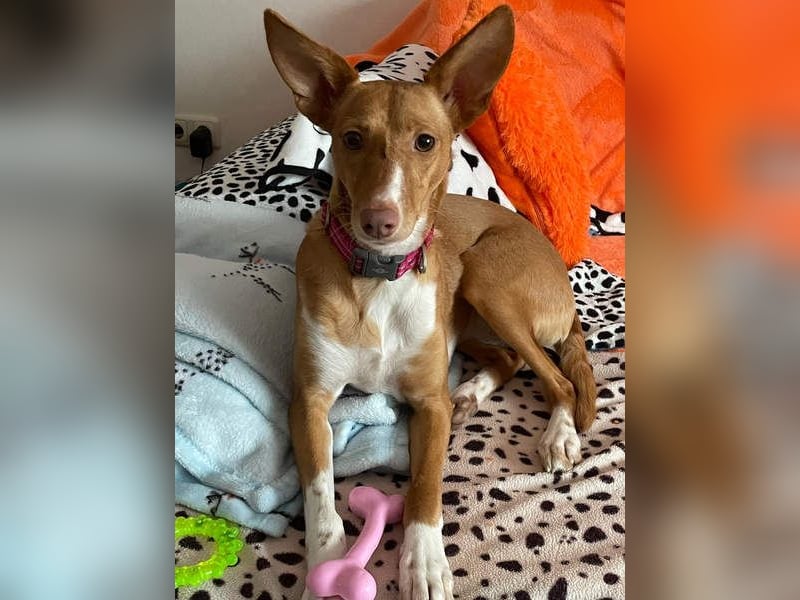 ZOEY-wartet sehnsüchtig auf Pflegestelle in 76756 Bellheim auf ihr Für-immer-Zuhause, gerne mit Lucy