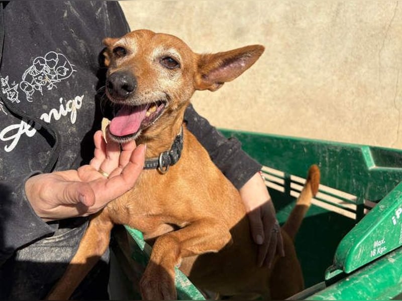 ZUMA-liebevoller Podenco mit großem Herz sucht sein Zuhause für immer