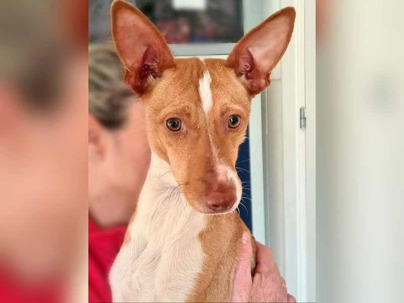 Zuckersüße FRIDA wartet sehnsüchtig auf ihr liebevolles Für-immer-Zuhause