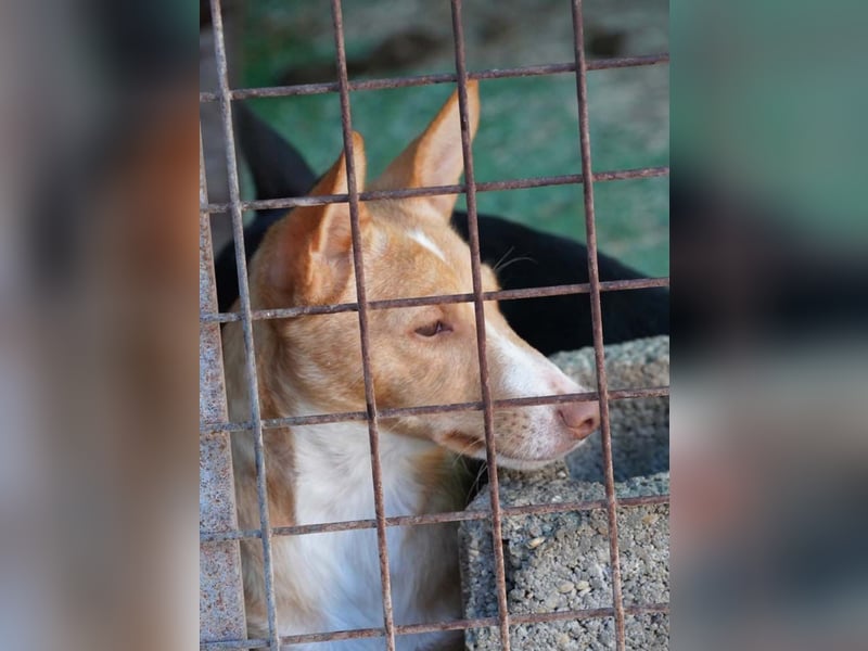 CANELO- wartet in 83146 Surheim auf liebevolles Zuhause