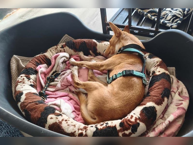 CANELO- wartet in 83146 Surheim auf liebevolles Zuhause