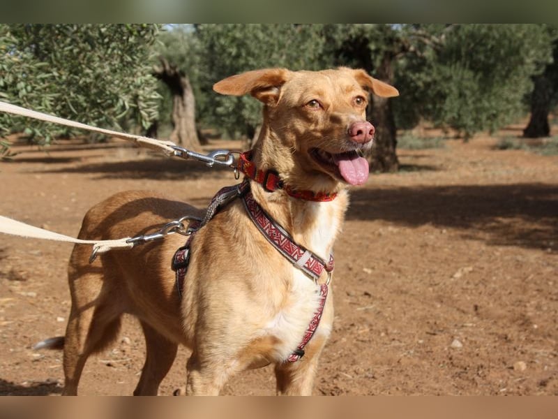 CAMPEONA-aus Tötung gerettet wartet sie auf liebevolles "Für-immer-Zuhause"