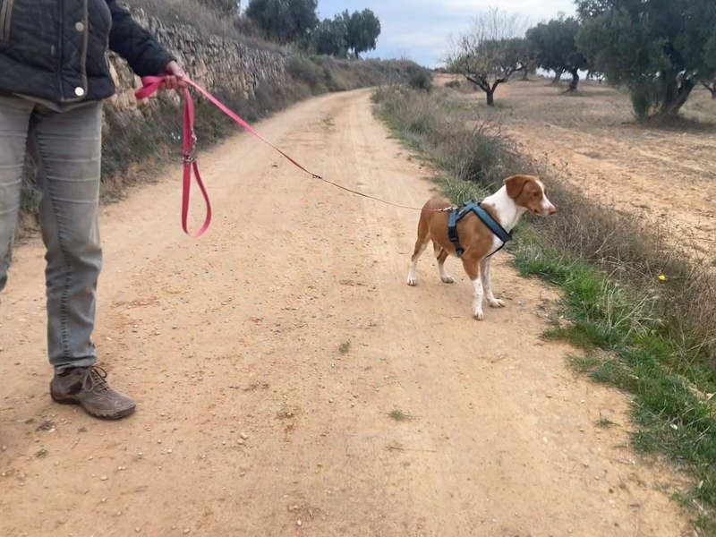 FINTIS- freundliches, bewegungsfreudiges, etwas schüchternes Mädchen sucht ihr liebevolles Zuhause