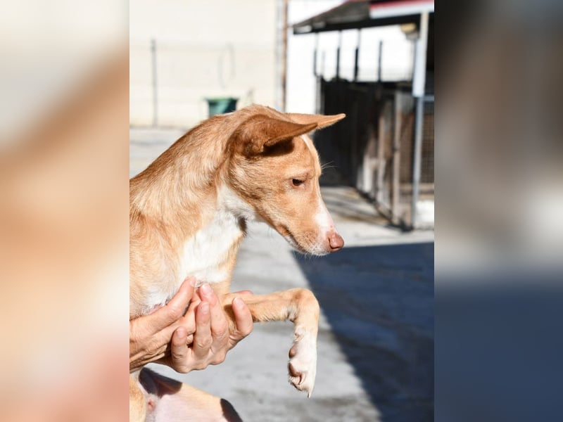 CANELO- wartet in 83146 Surheim auf liebevolles Zuhause