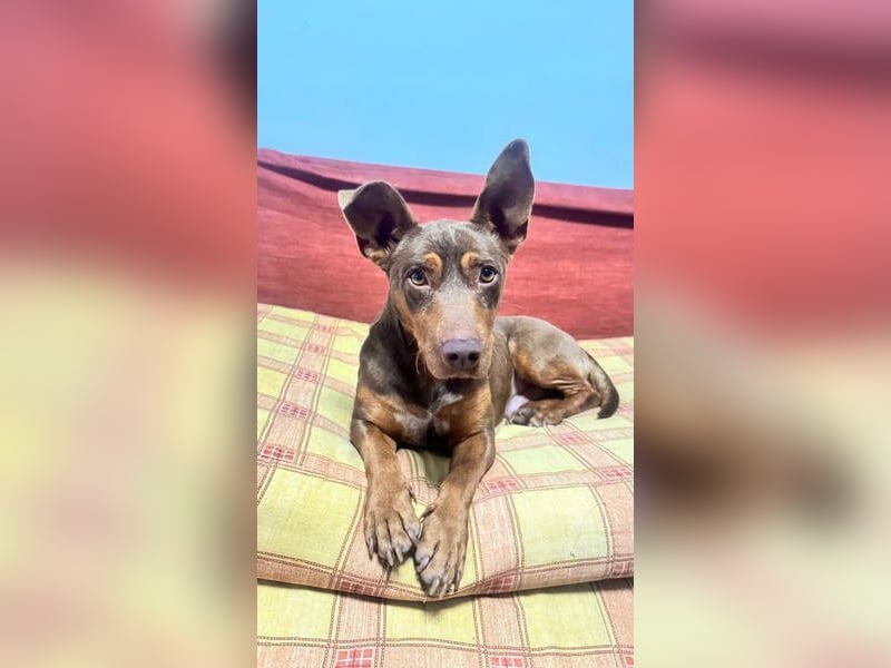 TOCHO- wartet ab 18.4.26 in 88662 Überlingen