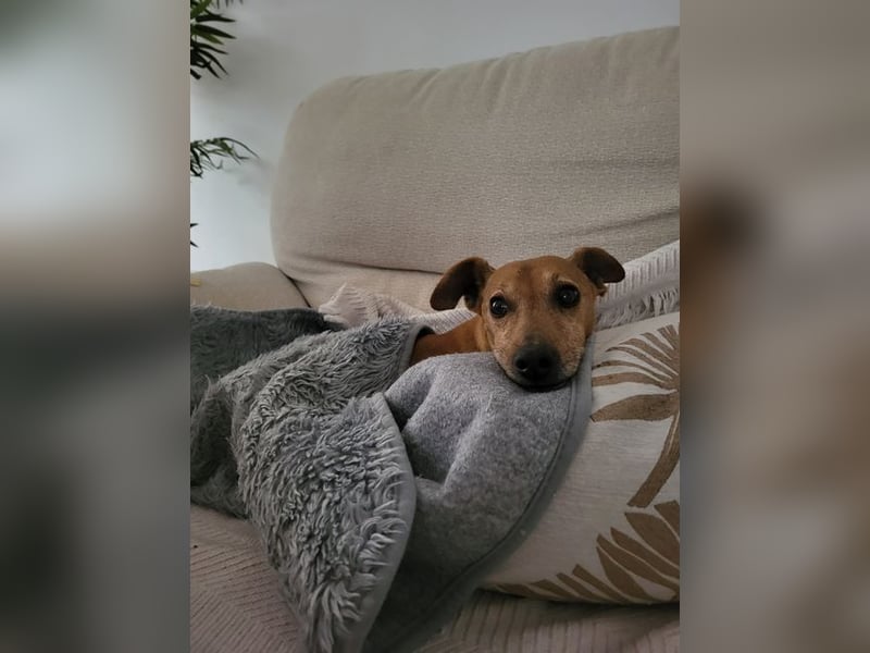 JOSUÉ-Liebe ist nicht immer laut - leiser Bub sucht endlich sein liebevolles Für-immer-Zuhause