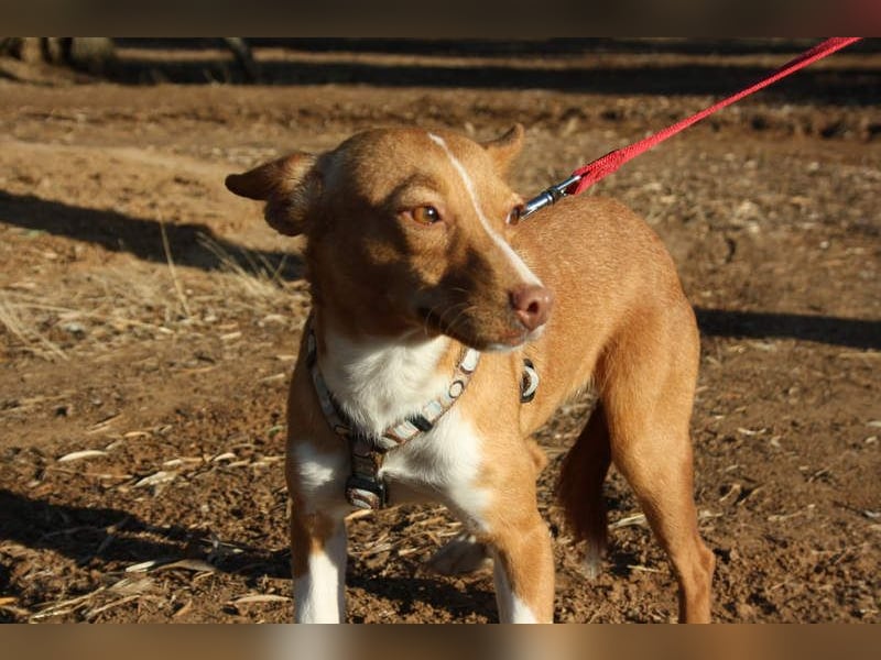 ARIEL-wunderschöne kleine Traumpodenca, sucht ihr liebevolle Zuhause