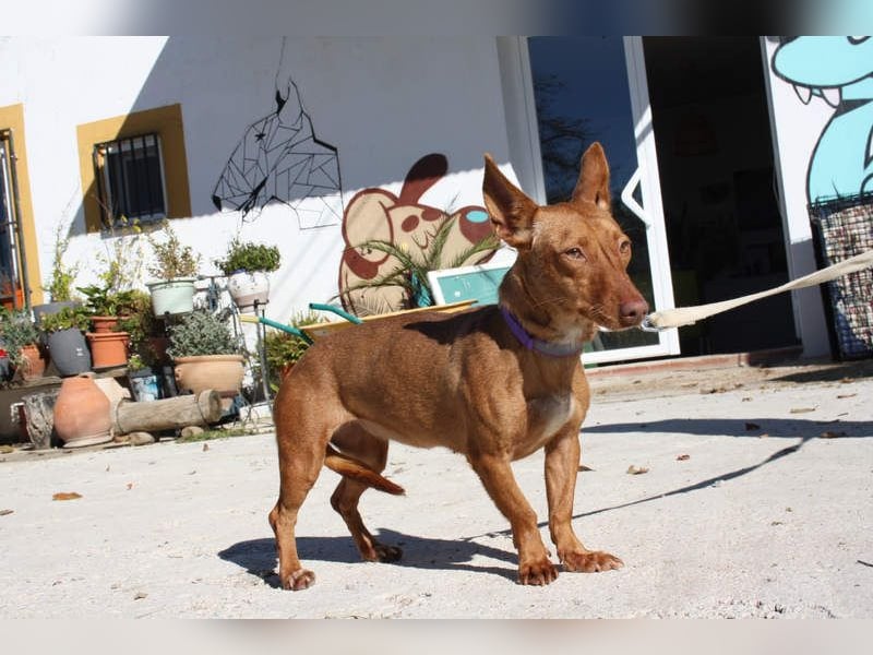 INMA-braucht dringend eine Familie der sie für den Rest ihres Lebens vertrauen kann