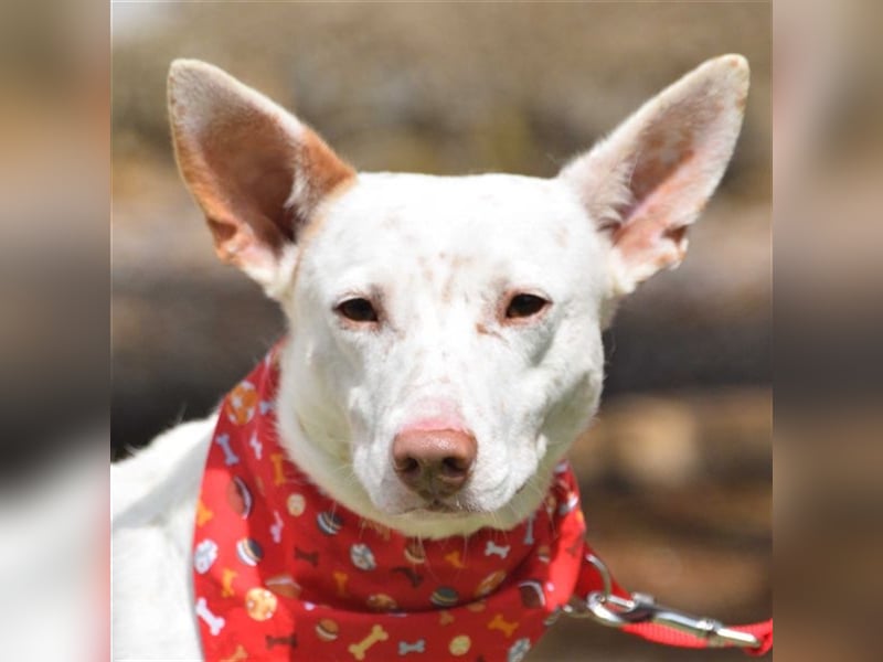 Ruhiger COPY-sehnt sich noch einmal nach einem liebevollen Zuhause