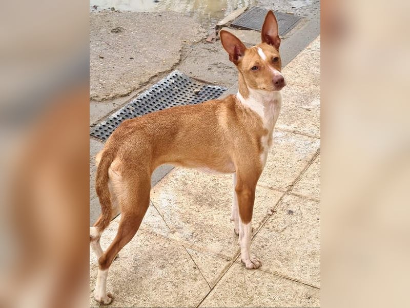 Zuckersüße FRIDA wartet sehnsüchtig auf ihr liebevolles Für-immer-Zuhause