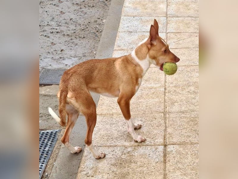 Zuckersüße FRIDA wartet sehnsüchtig auf ihr liebevolles Für-immer-Zuhause