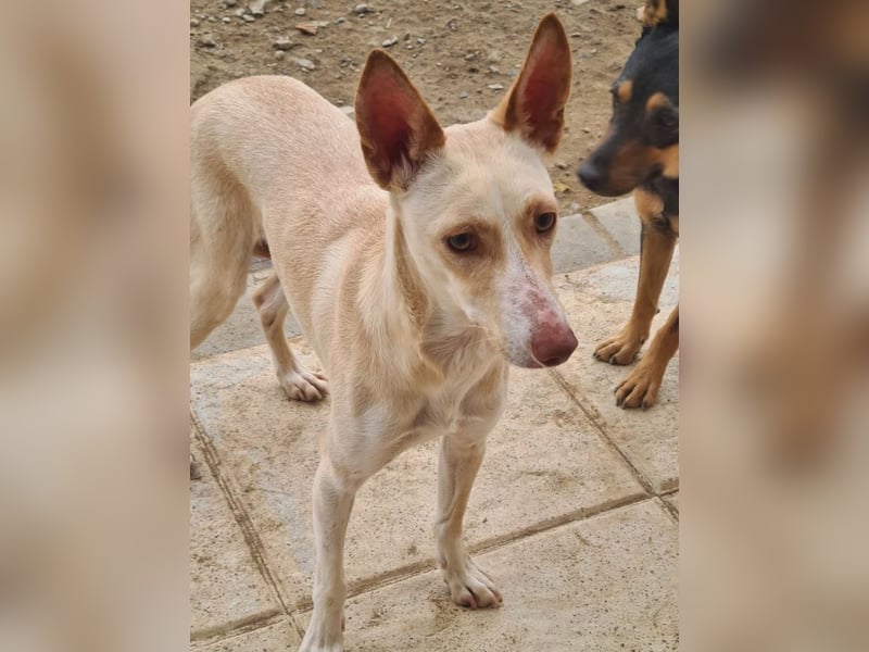 ARENA-sehr liebes, zartes, schüchternes Mädchen wartet auf ihre liebevolle Familie