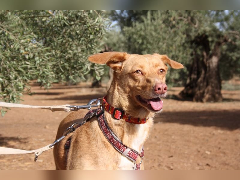 CAMPEONA-aus Tötung gerettet wartet sie auf liebevolles "Für-immer-Zuhause"