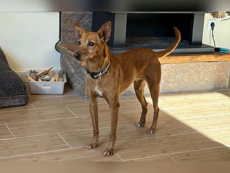 VIKTORIA-verschmust, liebevoll, unaufgeregt, läuft vorbildlich an der Leine-sucht Zuhause