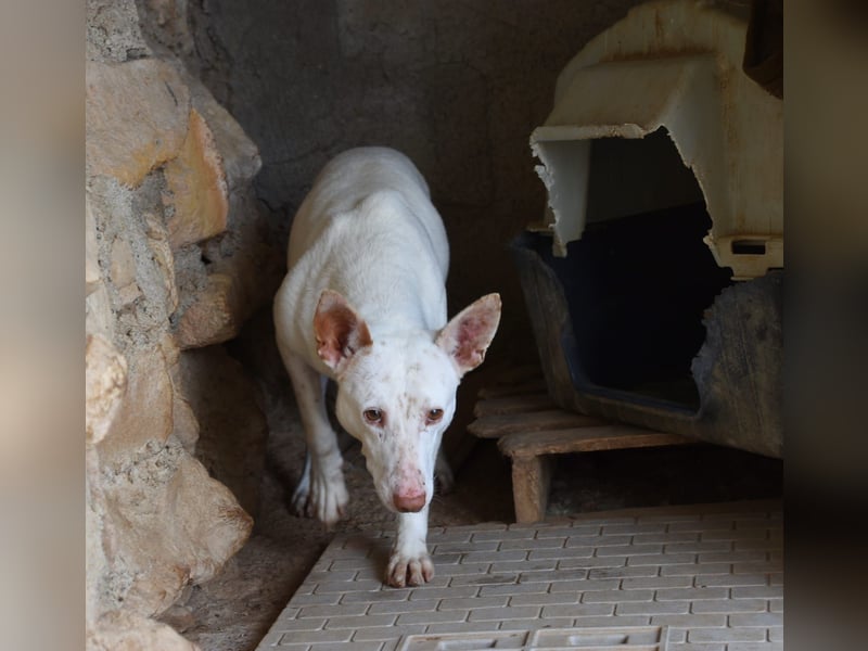 Ruhiger COPY-sehnt sich noch einmal nach einem liebevollen Zuhause