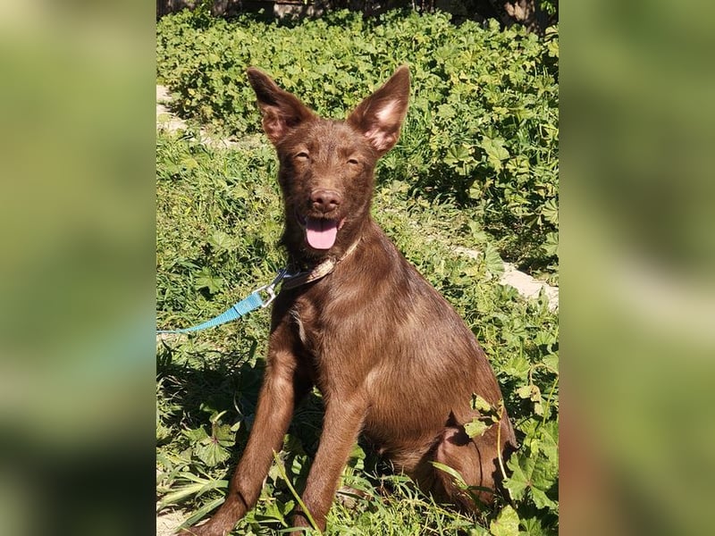 Zuckersüße TIFFANY-sucht liebevolles Für-immer-Zuhause