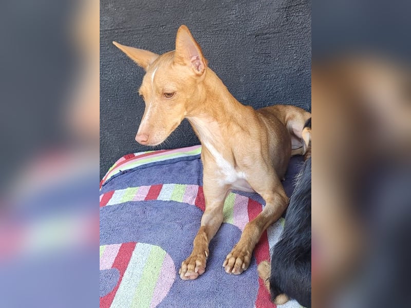 ELSA-liebevolles, zärtliches, kontaktfreudiges Mädchen sucht liebevolles Für-immer-Zuhause