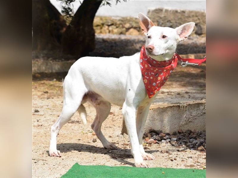 Ruhiger COPY-sehnt sich noch einmal nach einem liebevollen Zuhause