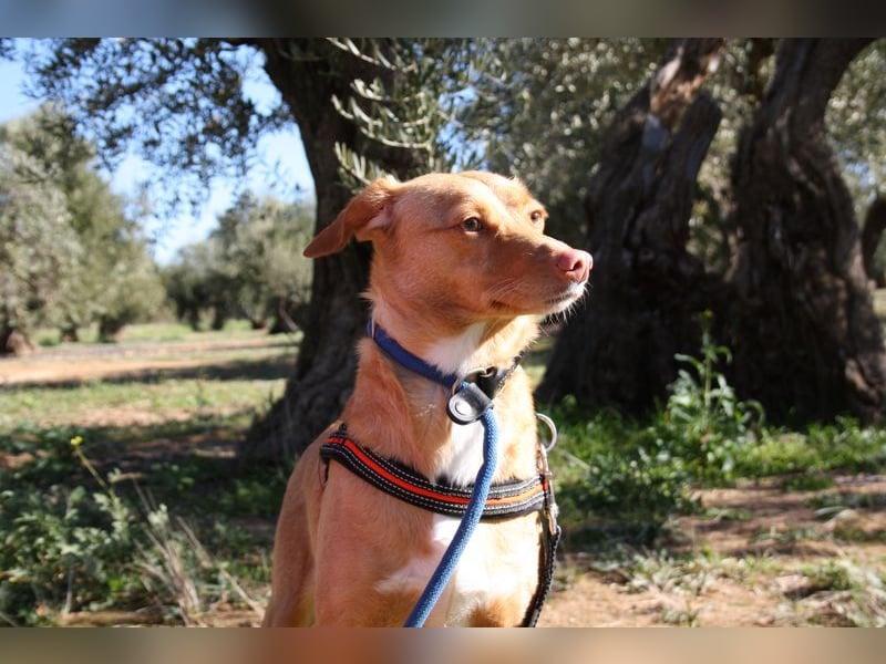 CAMPEONA-aus Tötung gerettet wartet sie auf liebevolles "Für-immer-Zuhause"