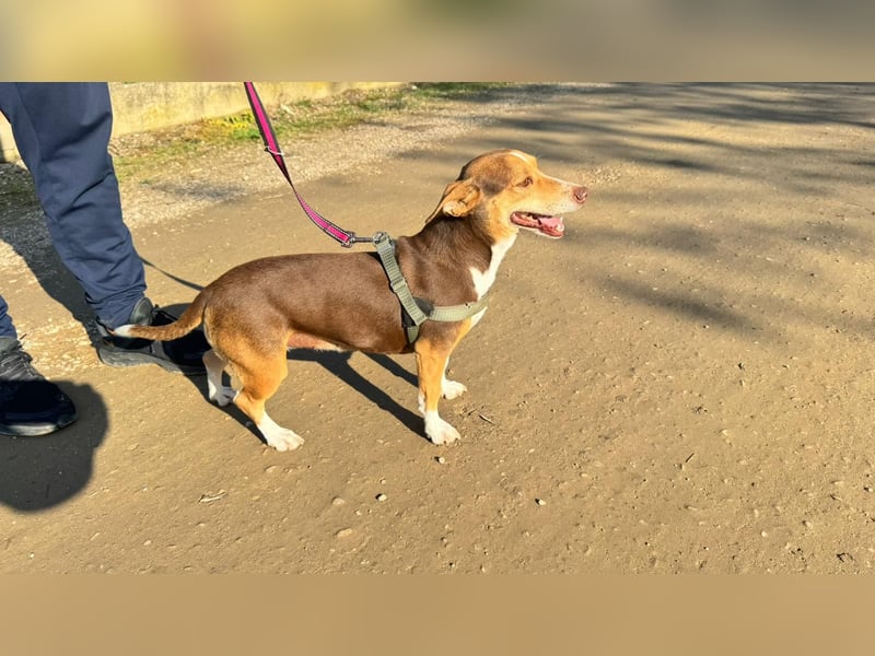 NAYA-braucht dringend wieder eine liebevolle, aktive Familie. Sie ist